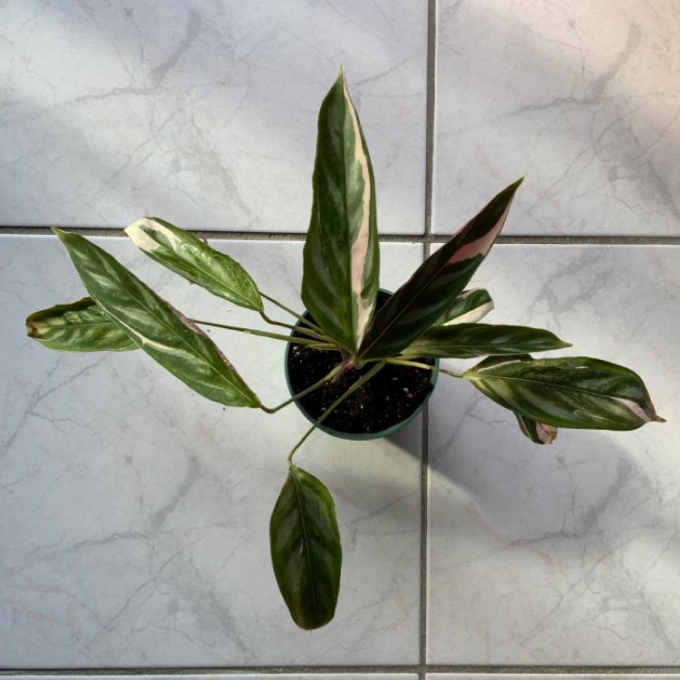 Photo of the plant species Never Never Plant by @vicxentoria named Your plant on Greg, the plant care app