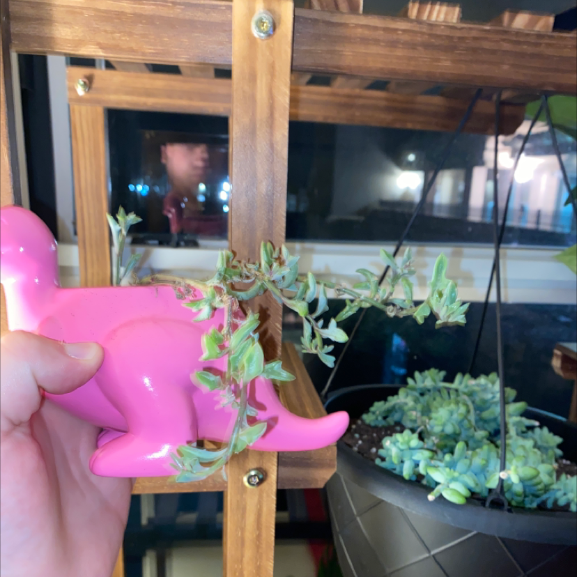 String of Dolphins plant photo by @Taytaybucks named Dolphin on Greg, the plant care app.