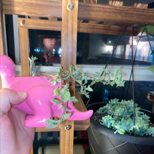 Dolphin Plants plant photo by @Taytaybucks named Dolphin on Greg, the plant care app.