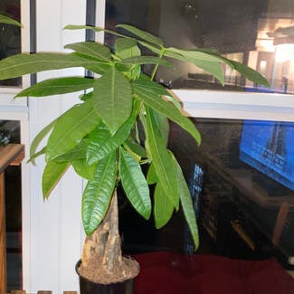 Money Tree plant in Knoxville, Tennessee