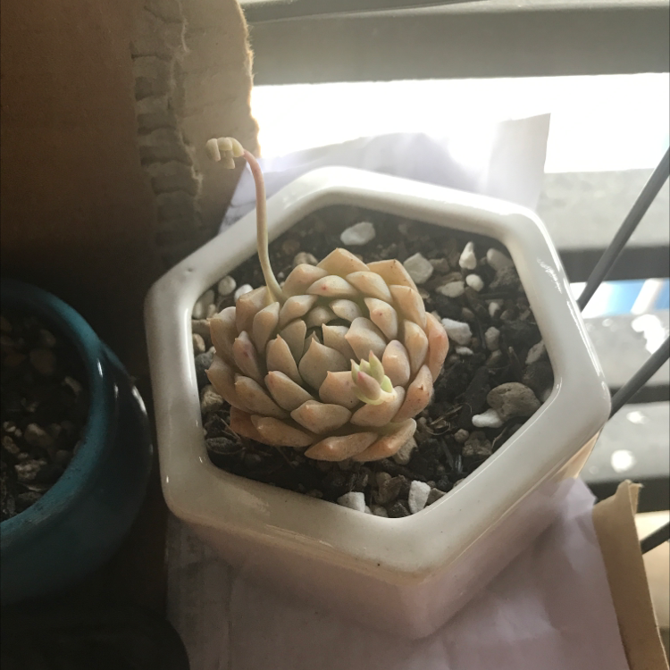Prolific Echeveria succulent in a white hexagonal pot with some yellowing and browning leaves.