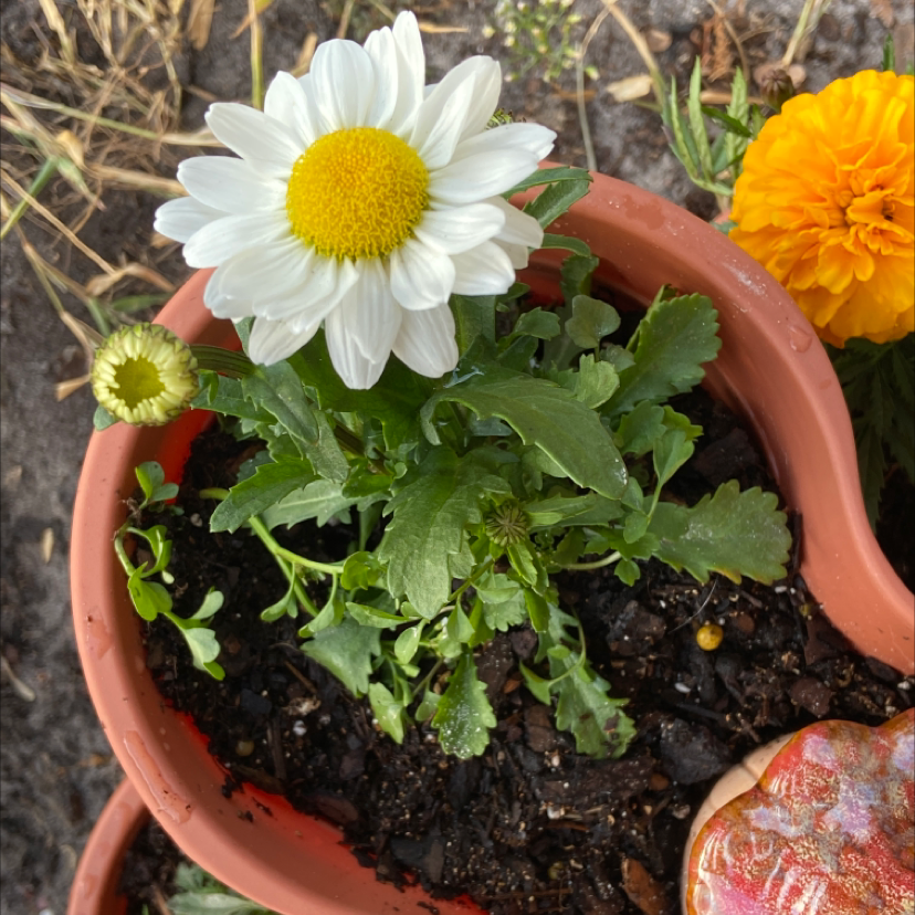 A healthy daisy plant in a pot with visible soil and a blooming white flower.