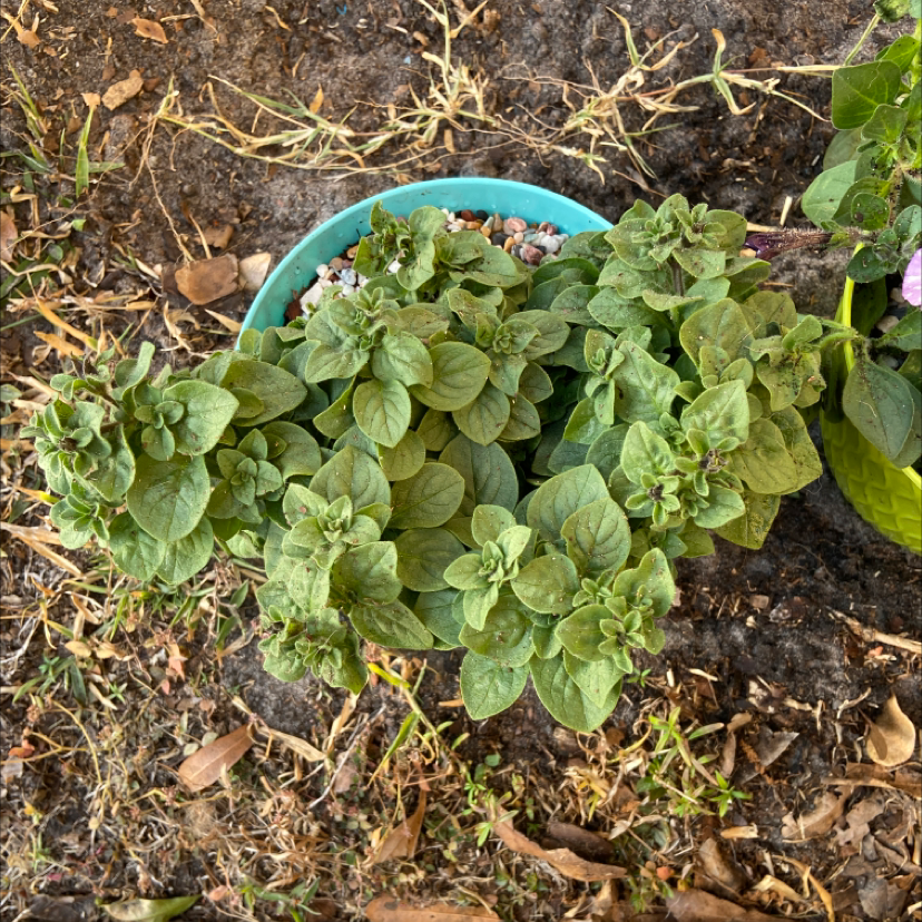 A healthy, lush oregano plant with abundant green leaves growing in soil.