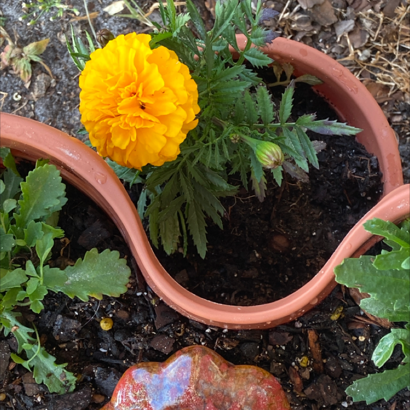 African Marigold plant in a pot with a bright yellow flower and visible soil.