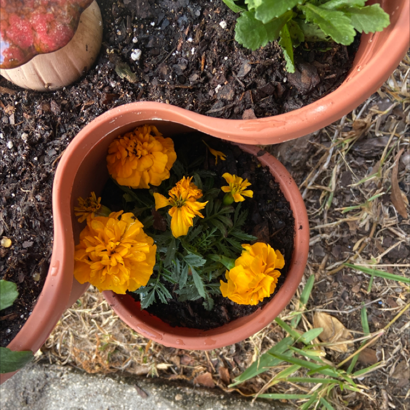 💧 Why Are My Marigold Leaves Droopy?