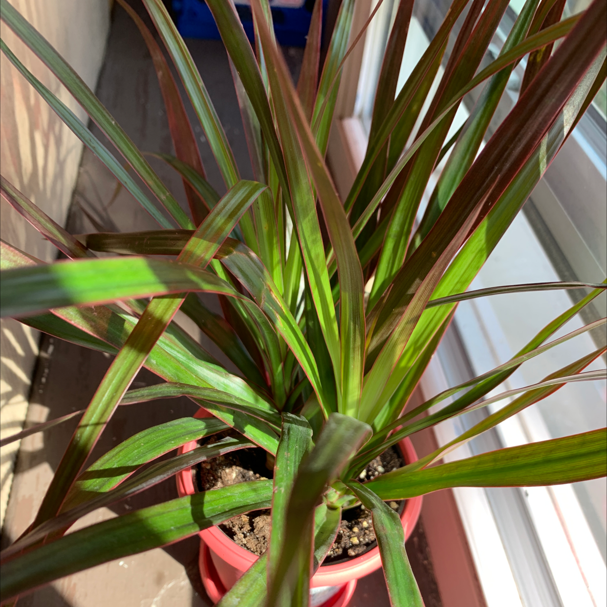 Magenta Dragon Tree in a pot near a window, with vibrant, healthy leaves.