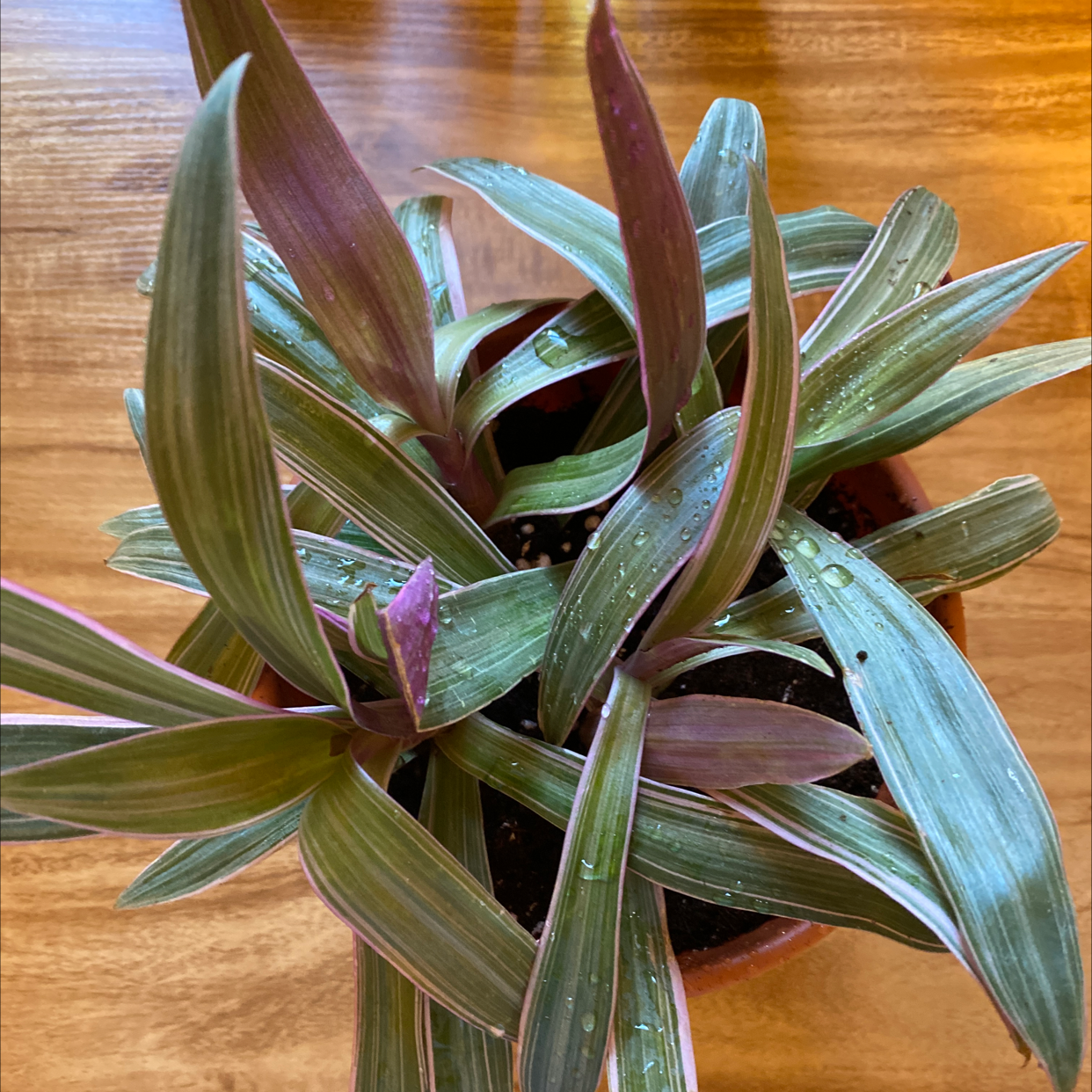 Photo of the plant species Moses-in-the-Cradle by @kayglem named Cass on Greg, the plant care app