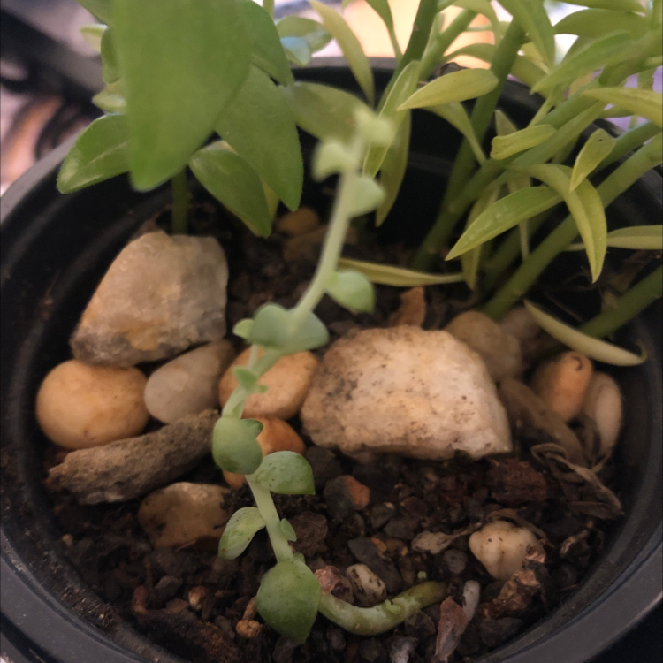 Potted Stringy Stonecrop plant with green leaves and stones on the soil surface.