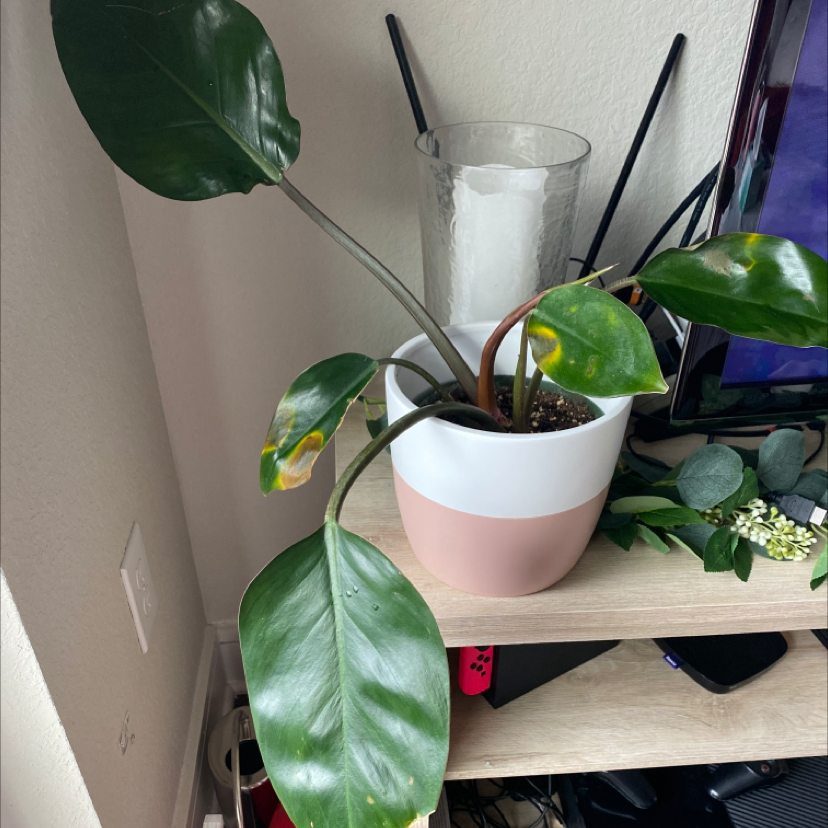 Philodendron 'Red Congo' in a pot with some yellowing and browning leaves, placed on a shelf.