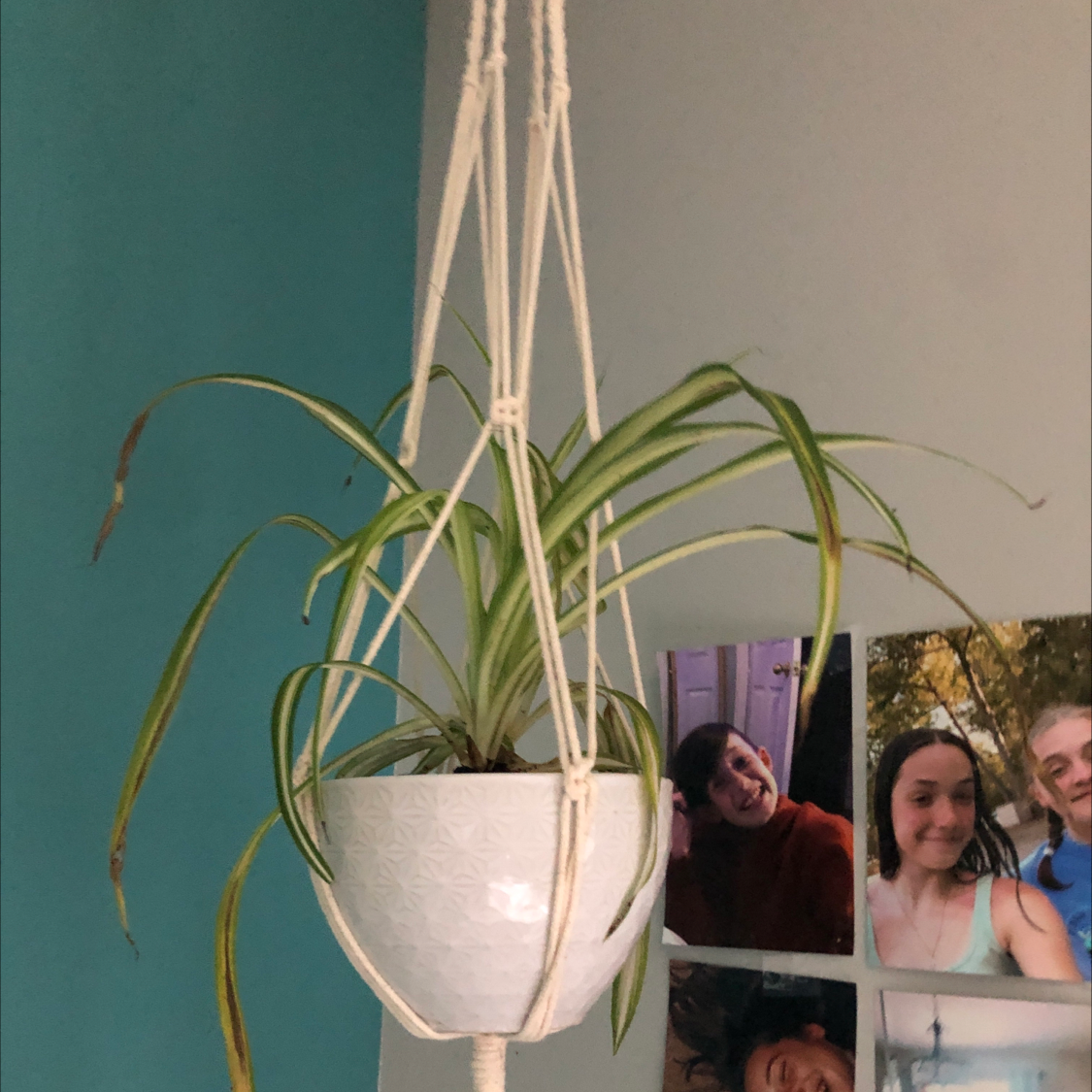 Spider Plant plant photo by Olivia named Hanging Plant Mollie on Greg, the plant care app.
