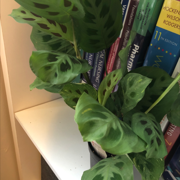 Variegated Prayer Plant with green leaves featuring dark spots, placed on a shelf next to books.