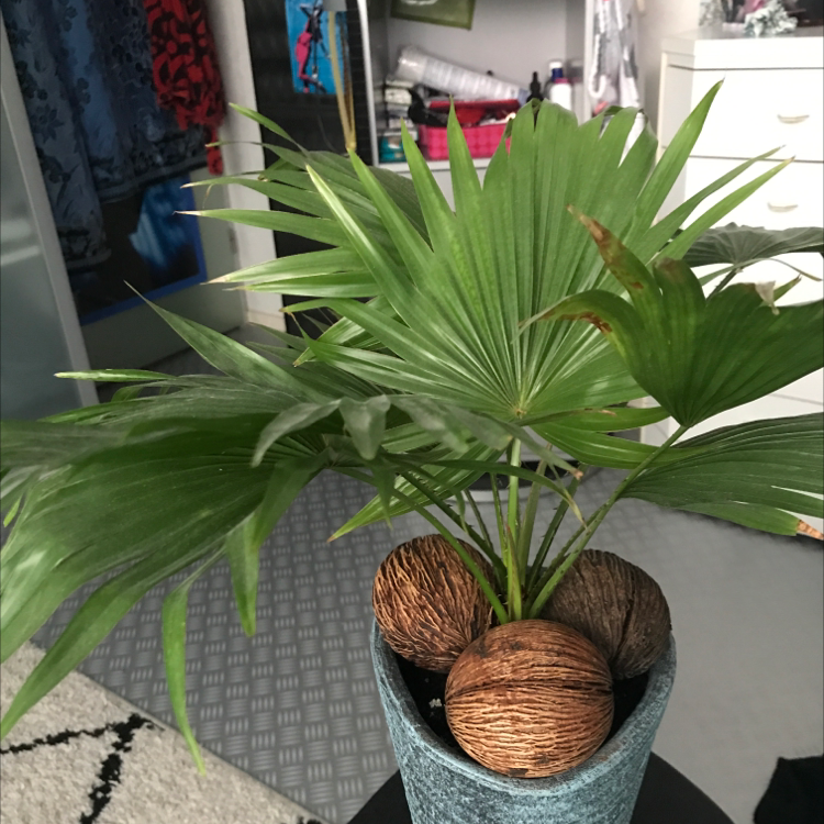 Photo of the plant species Fountain Palm by @Laszlogallo named Morgan Treeman on Greg, the plant care app