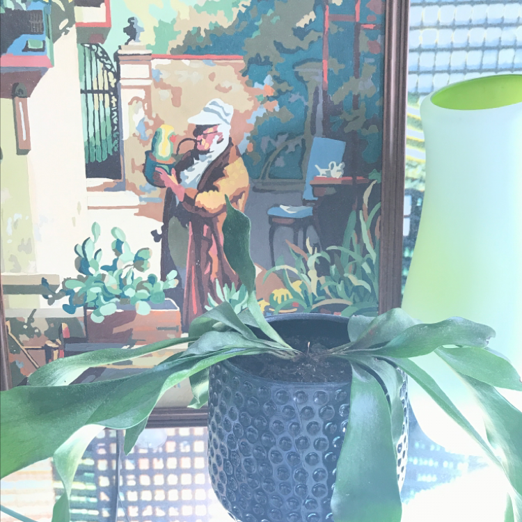 Photo of the plant species Elkhorn Fern by @Laszlogallo named Sol on Greg, the plant care app