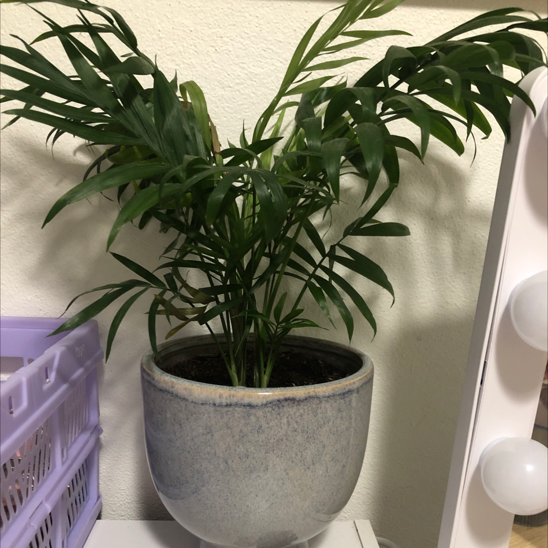 Parlour Palm plant photo by Coco named Alicia  May on Greg, the plant care app.