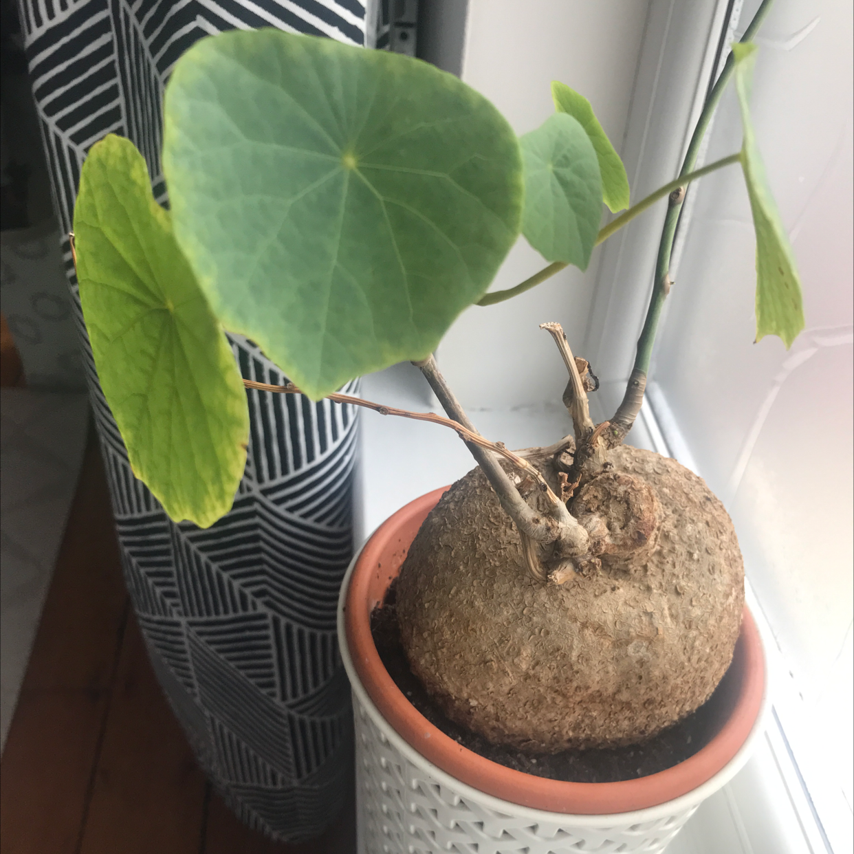 Photo of the plant species Stephania suberosa by Lucy named Schildpad on Greg, the plant care app