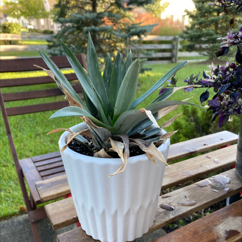 Healthy blue-green pineapple plant with spiky leaves growing in a white pot on a wooden bench in an autumn garden.