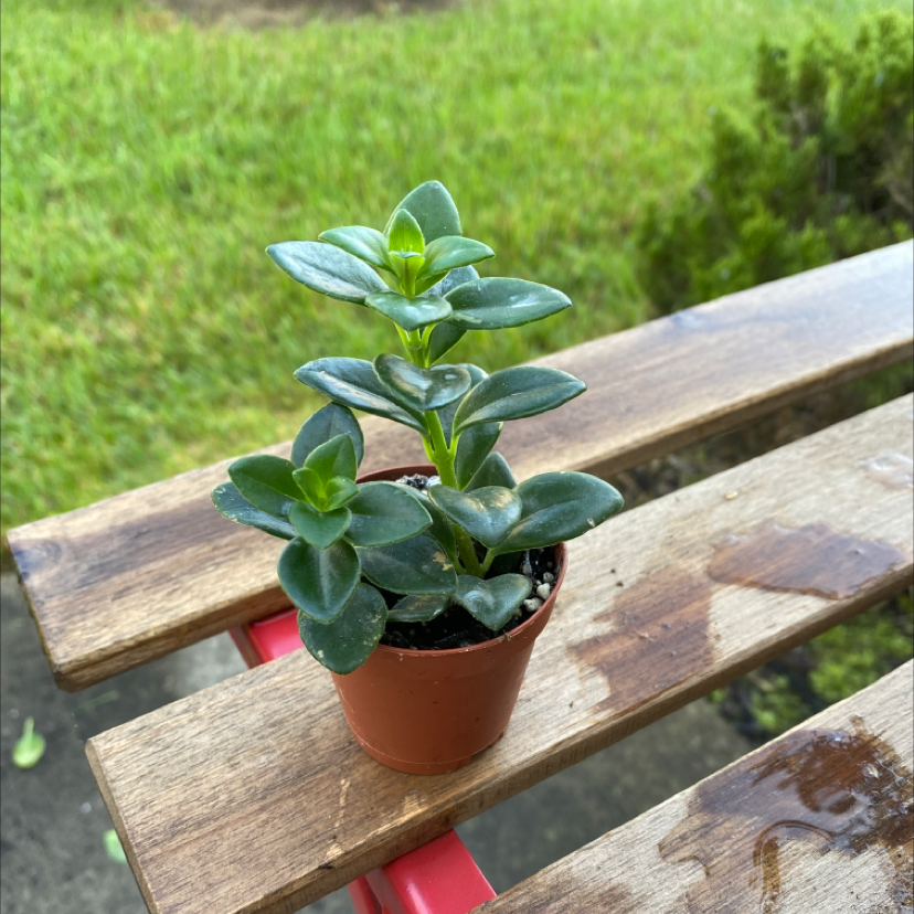 Healthy Baby Sun Rose plant in a small pot on a wooden surface with grass in the background.