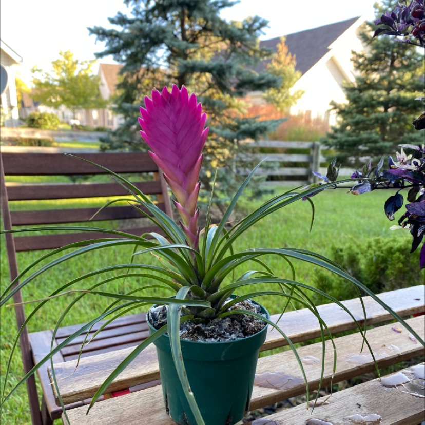 Pink Quill plant (Tillandsia cyanea) in a pot on a wooden surface with a prominent pink bract and green leaves.