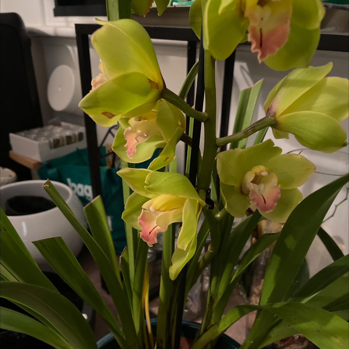 Photo of the plant species Cymbidium Panalatinga by @hipseyhustle named Daphne on Greg, the plant care app