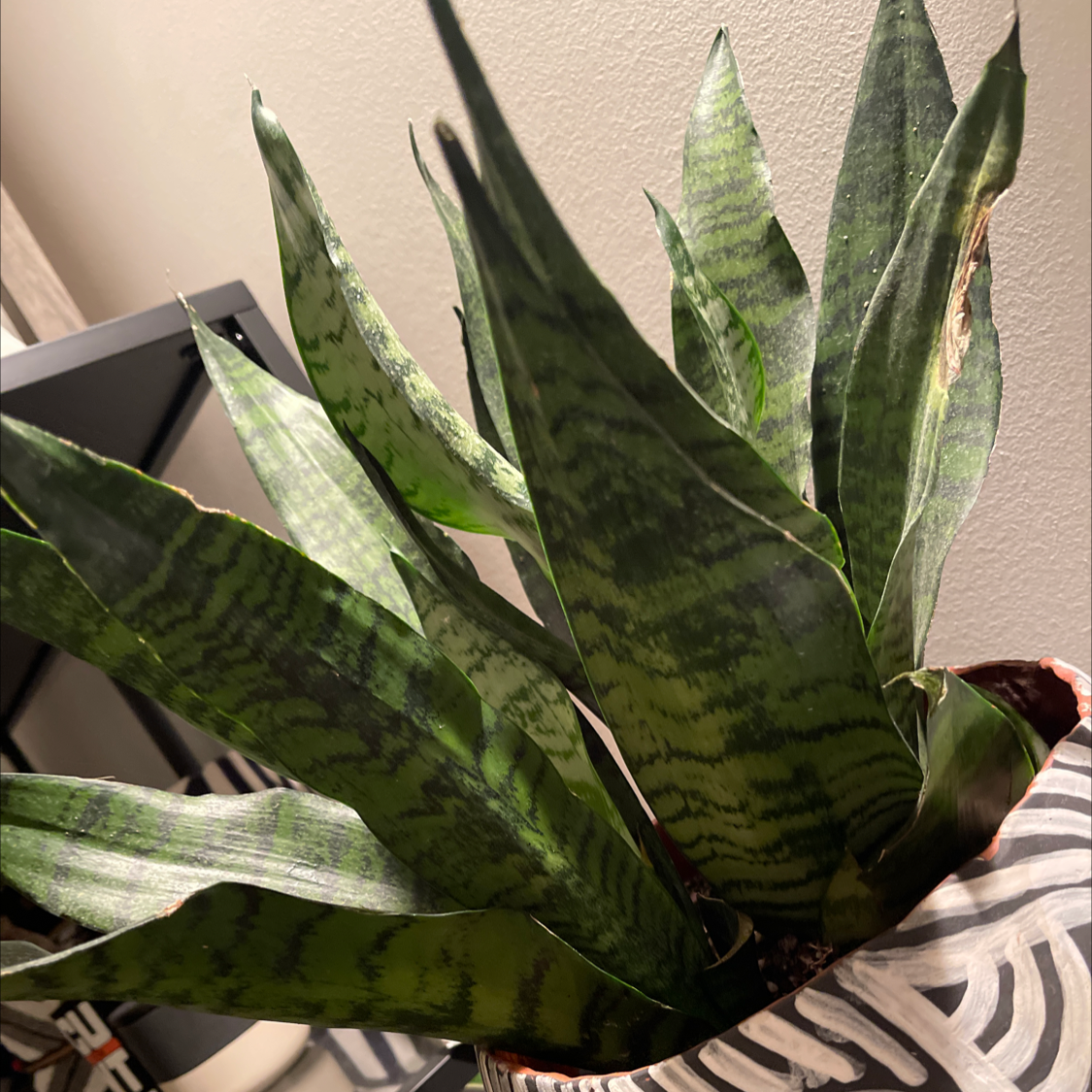 Snake Plant plant photo by @hipseyhustle named Hector on Greg, the plant care app.