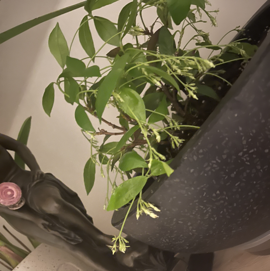 Star Jasmine plant photo by @hipseyhustle named Leila on Greg, the plant care app.
