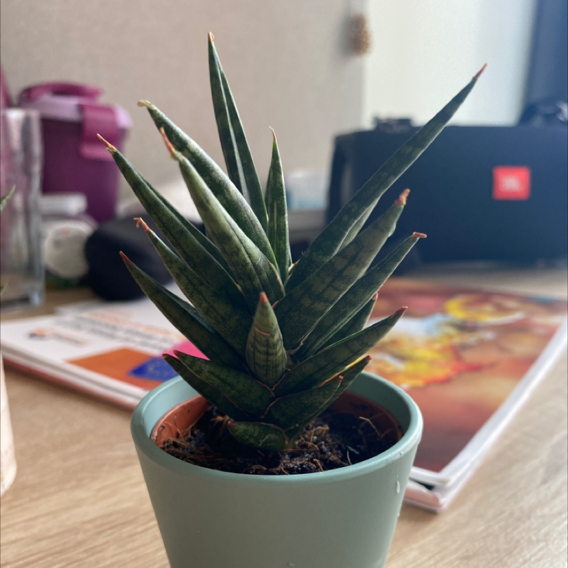 Sansevieria francisii plant in a small pot, healthy with no visible issues.