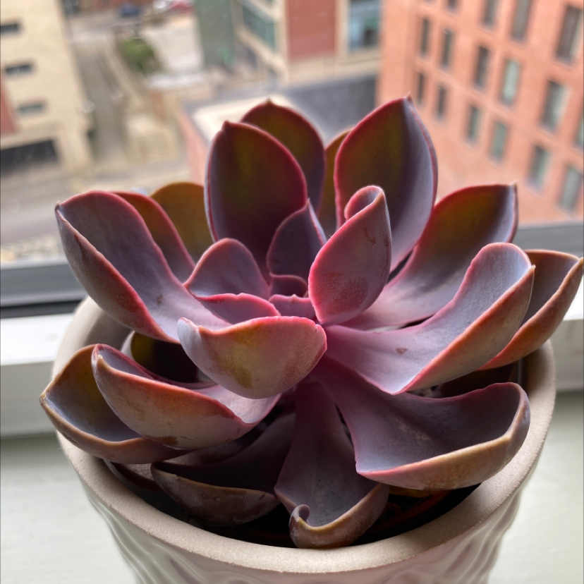 Photo of the plant species Echeveria Gibbiflora by @Tilly.74 named Serafina￼ on Greg, the plant care app