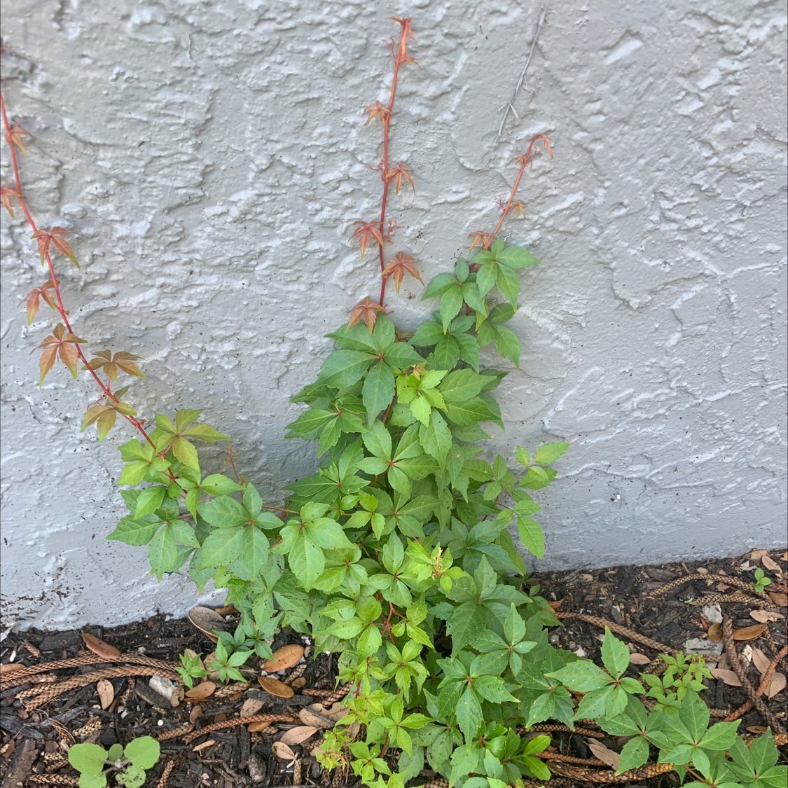Virginia Creeper plant growing against a wall with visible soil and healthy green leaves.