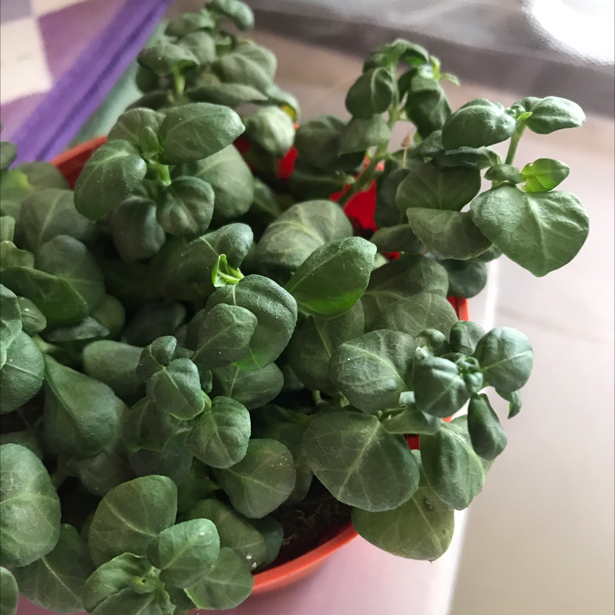 Photo of the plant species Bubble Plant by Mindy named Mando on Greg, the plant care app