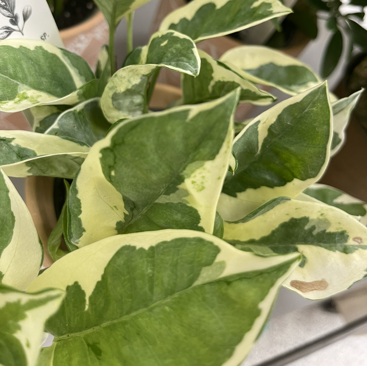 Close-up of a variegated green and white pothos houseplant with some yellowing leaves, in a container without visible soil.