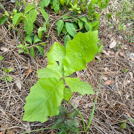 Photo of the plant species Blackjack Oak by Sophia named Your plant on Greg, the plant care app