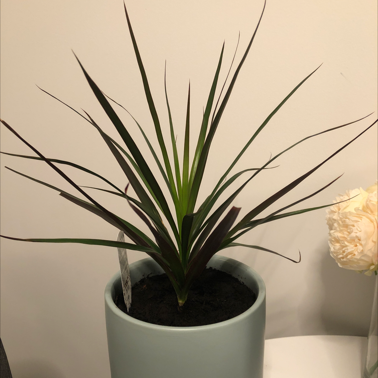 Dracaena 'Ray of Sunshine' plant in a pot with visible soil, well-framed and in focus.
