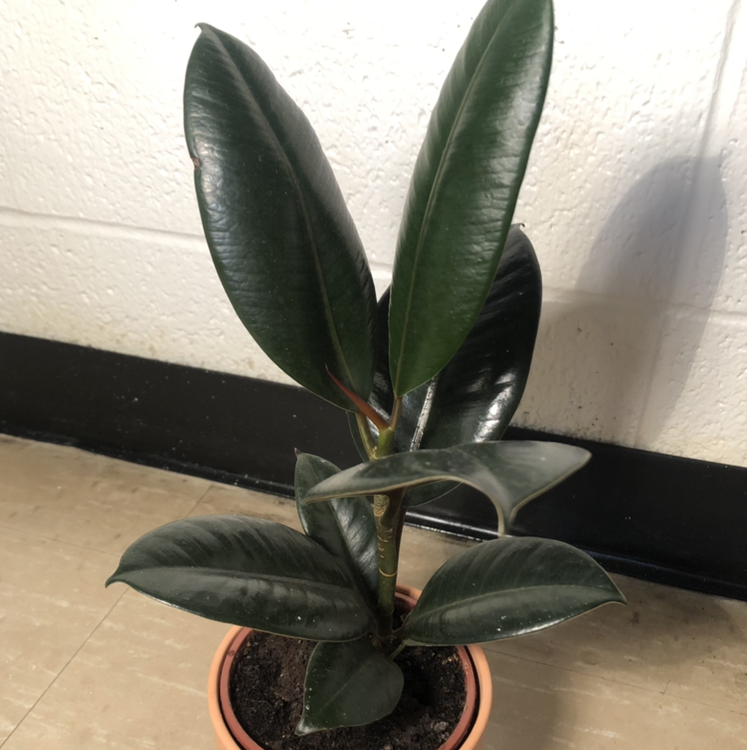 Photo of the plant species Burgundy Rubber Tree by @PearlyBird named Théoden on Greg, the plant care app