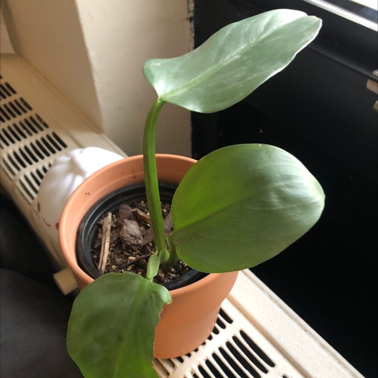 Philodendron Hastatum plant photo by @PearlyBird named Dagger on Greg, the plant care app.