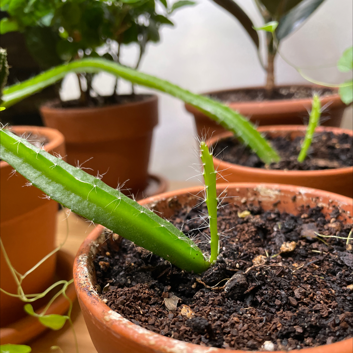 Dragonfruit plant photo by @PearlyBird named Bartleby on Greg, the plant care app.