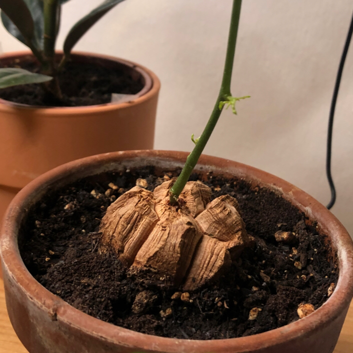 Potted Hottentot Bread (Dioscorea elephantipes) with a bulbous base and visible soil.