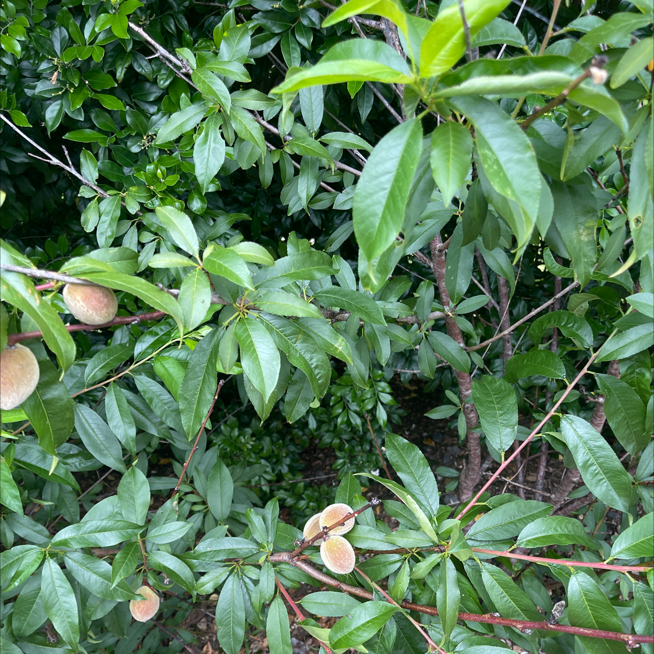 🍑 Why Are My Peach Tree Leaves Turning Yellow?