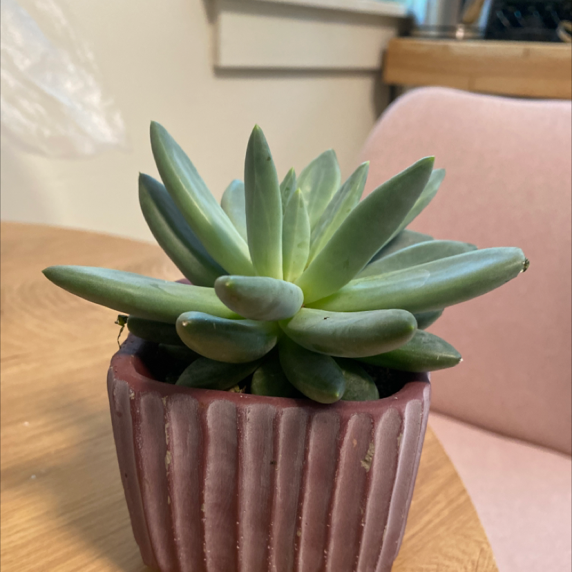 Healthy Pachyphytum hookeri succulent in a ribbed pot on a wooden surface.