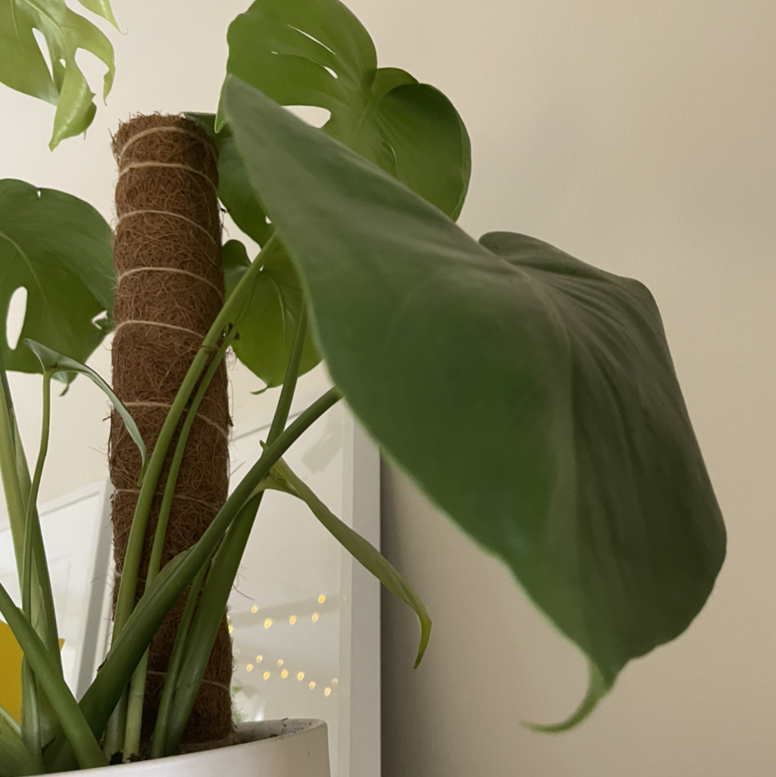 Monstera plant photo by @starplant named Monstera on Greg, the plant care app.