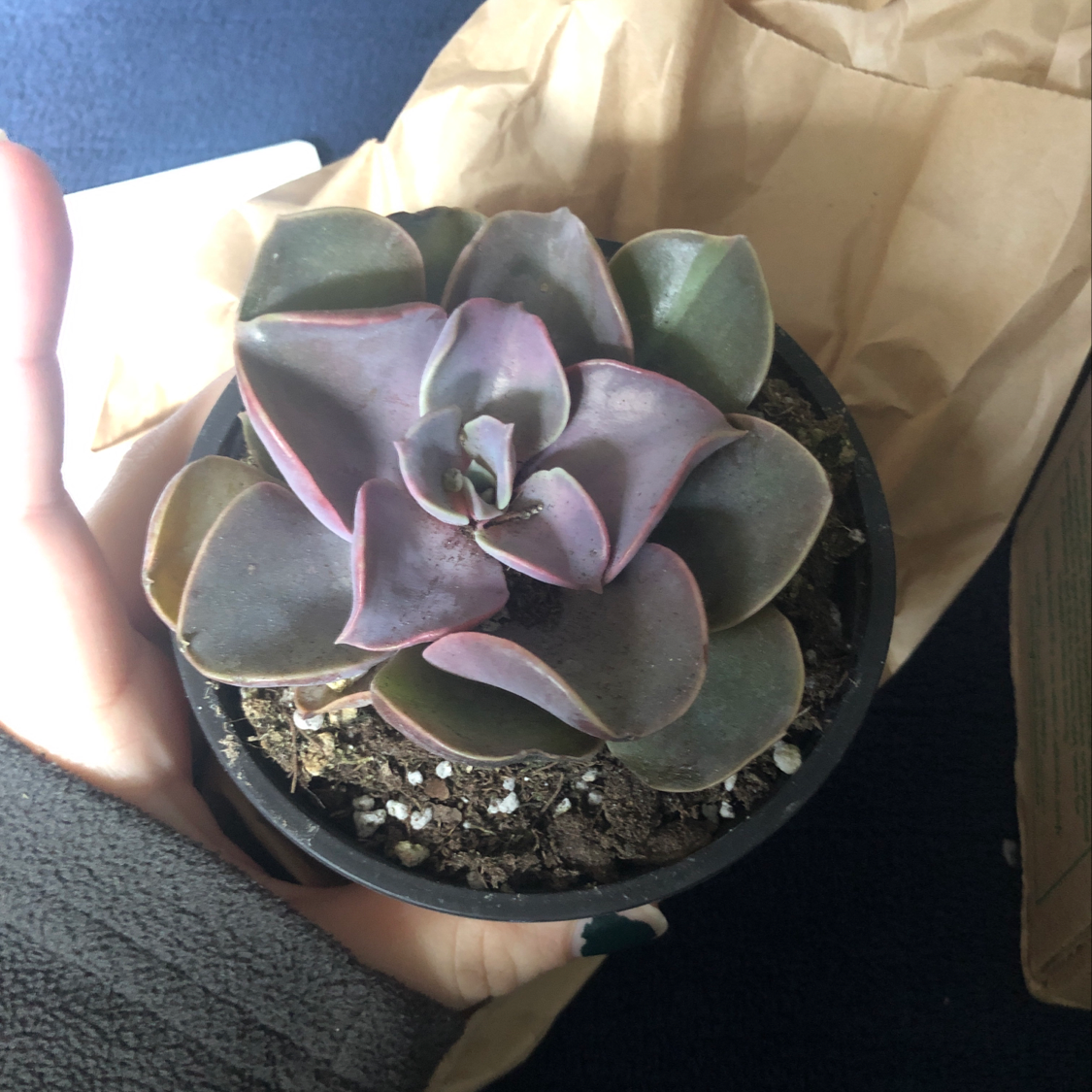 Potted Echeveria 'Perle von Nurnberg' succulent held by a hand.