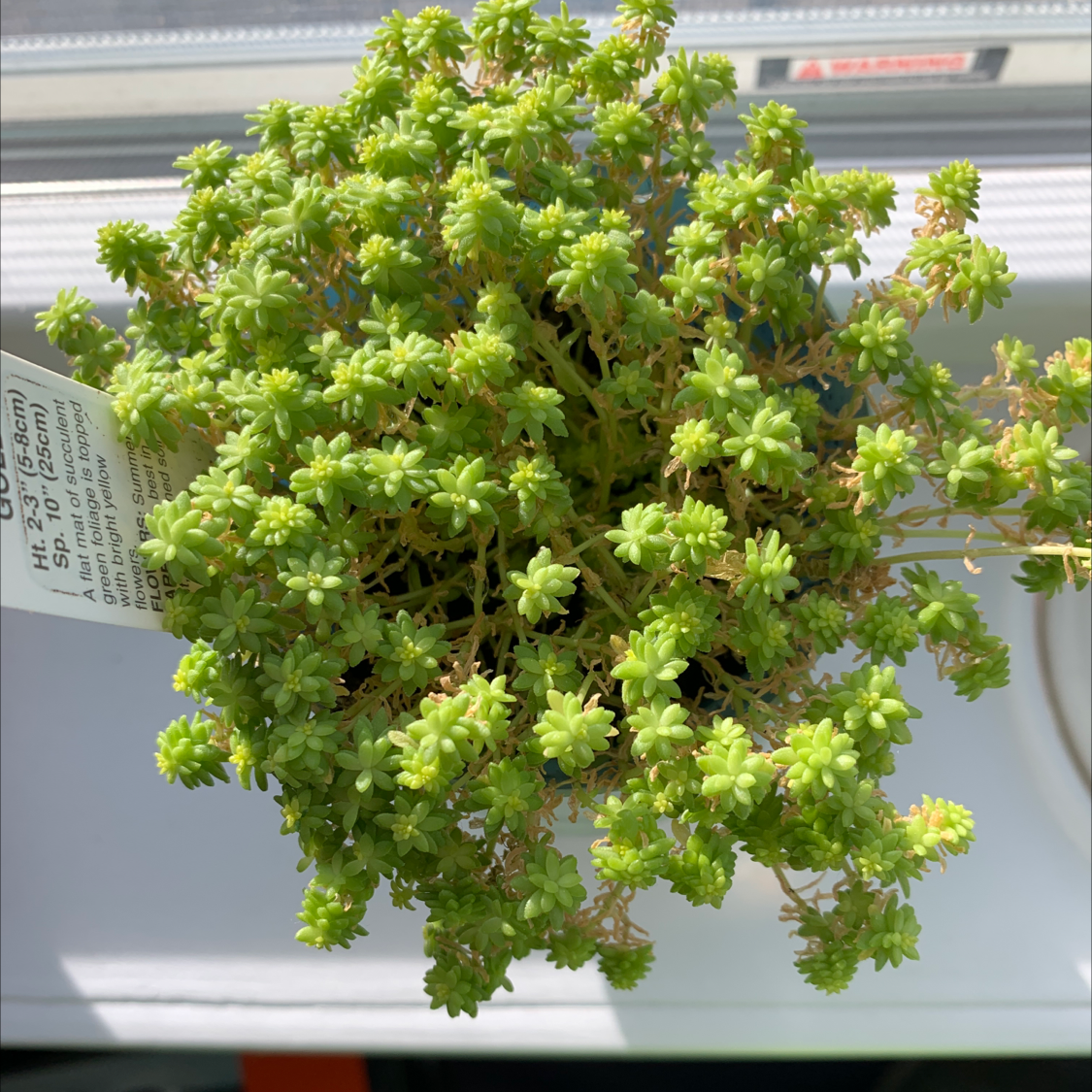 Photo of the plant species Goldmoss Stonecrop by Auston named Emerson on Greg, the plant care app