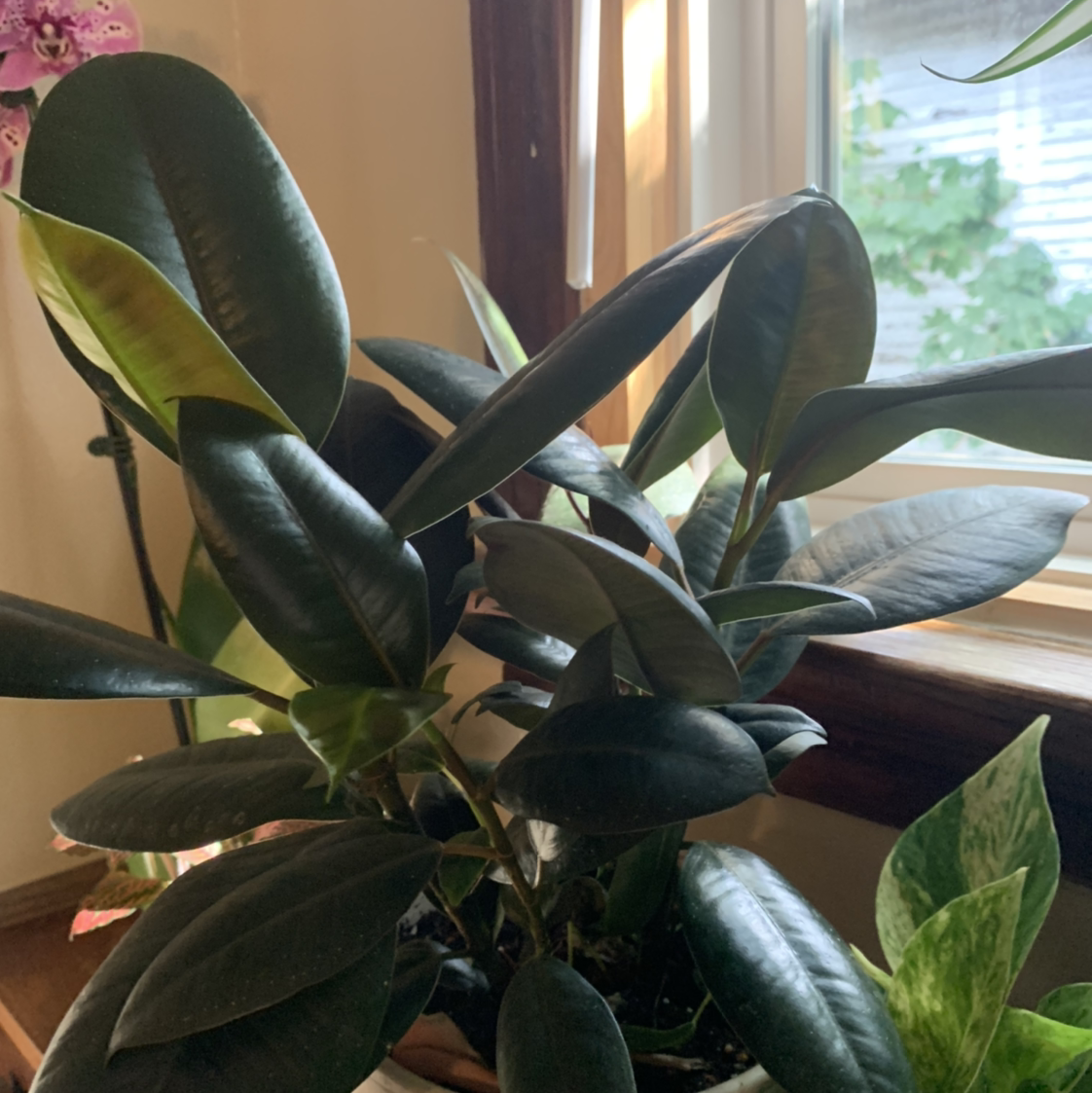 Rubber Plant plant photo by @marblequeen named kronk on Greg, the plant care app.