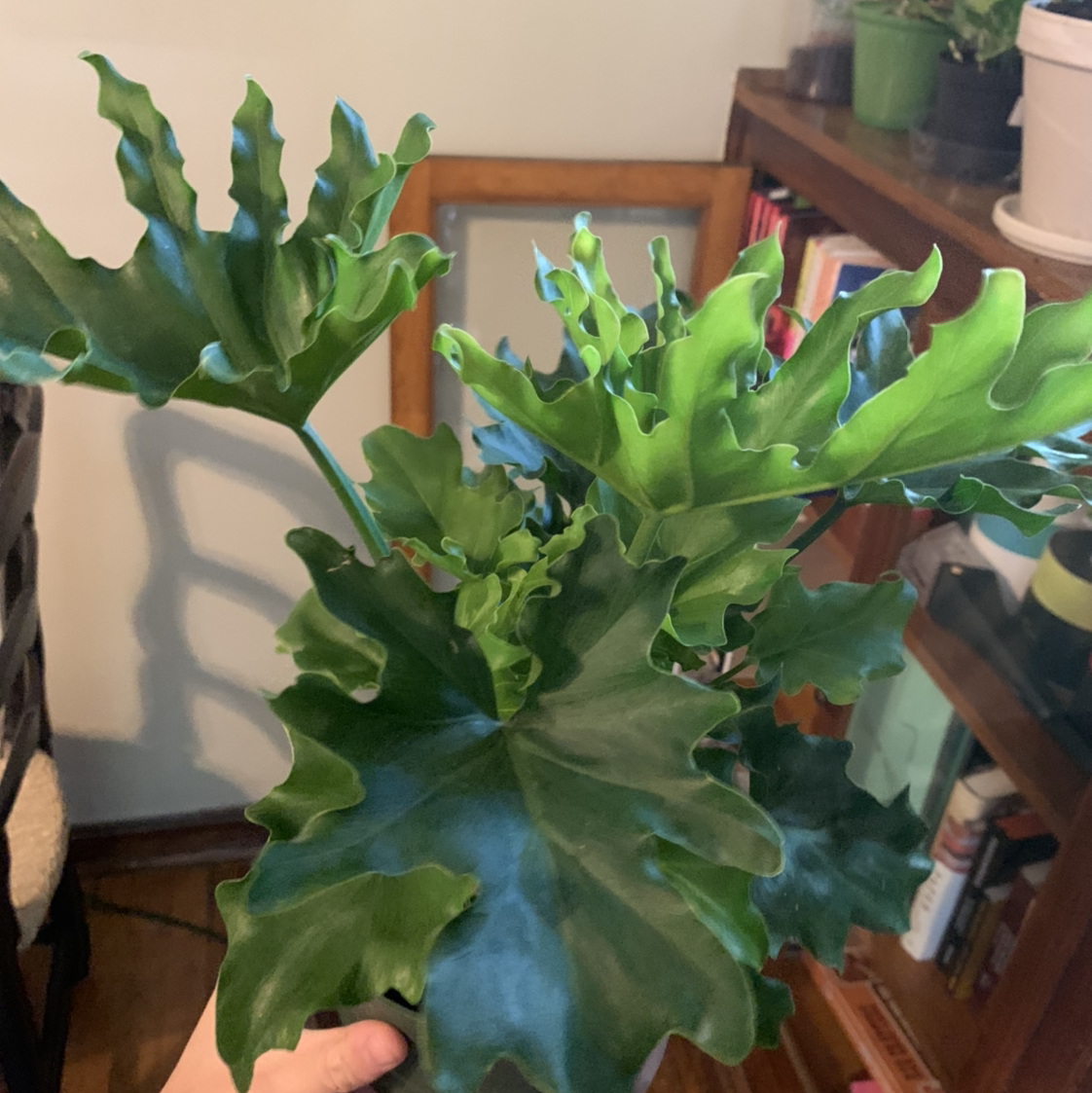 Philodendron 'Hope Selloum' plant photo by @marblequeen named helga on Greg, the plant care app.