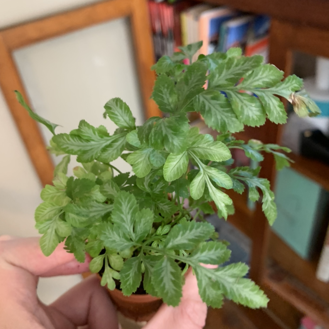 Brake Fern plant photo by @marblequeen named frindle on Greg, the plant care app.