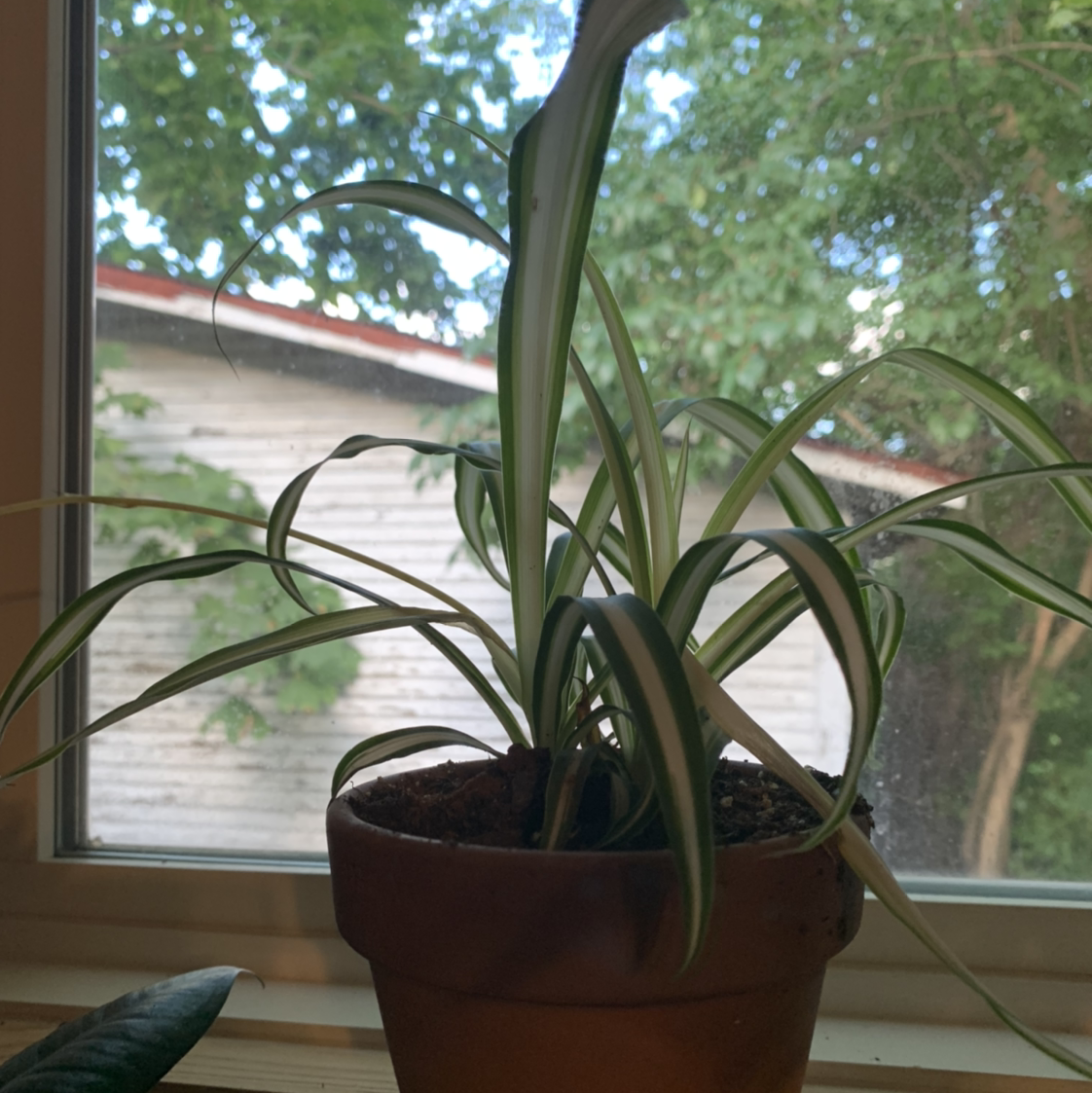 Spider Plant plant photo by @marblequeen named Velma on Greg, the plant care app.