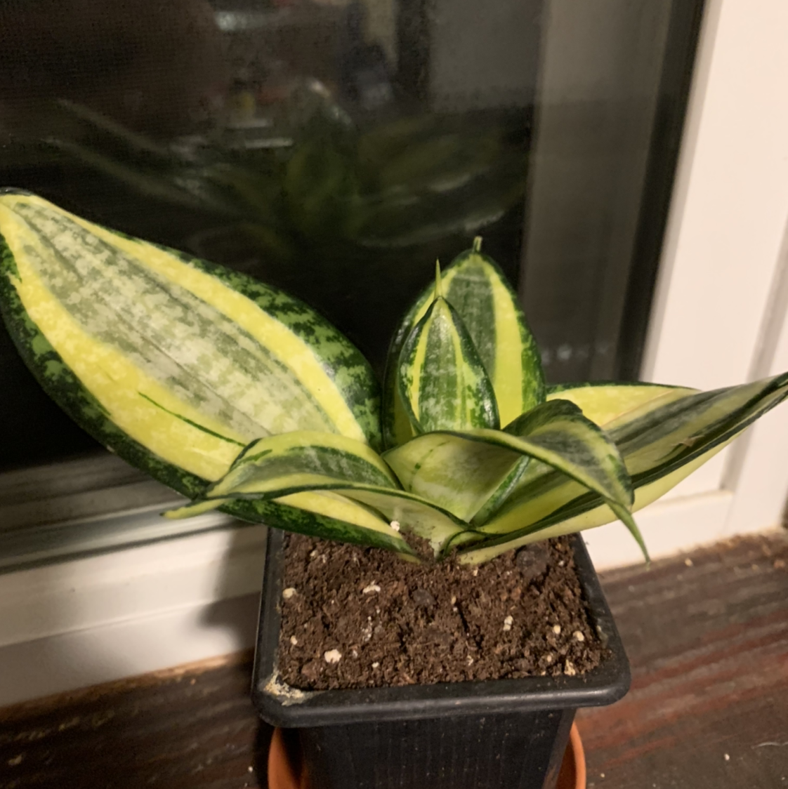 Snake Plant plant photo by @marblequeen named baby yoda on Greg, the plant care app.