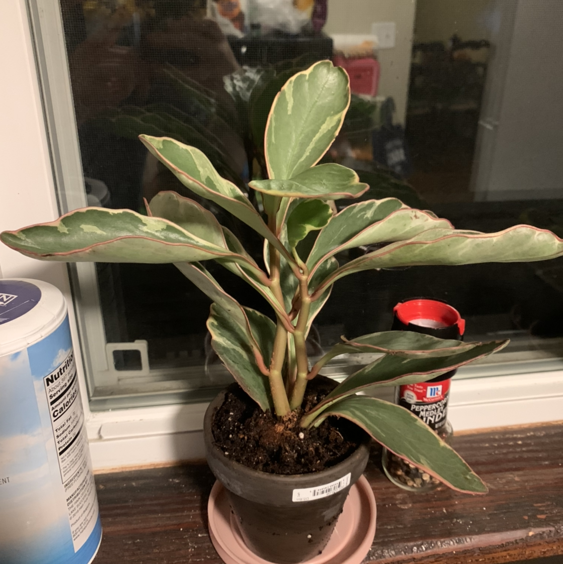 Jelly Plant plant photo by @marblequeen named artemis on Greg, the plant care app.