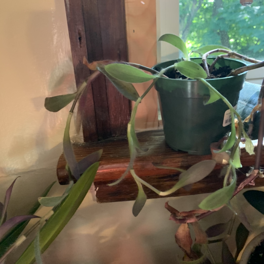 Potted Baby Bunny Bellies plant on a wooden shelf near a window with slightly drooping leaves.