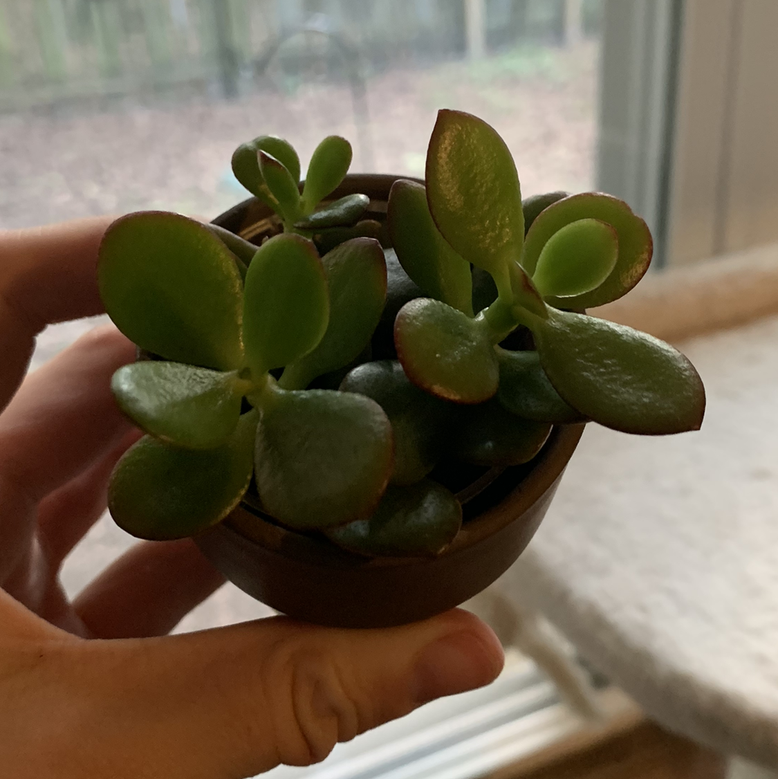 Lucky Plant plant photo by @marblequeen named Bilbo on Greg, the plant care app.
