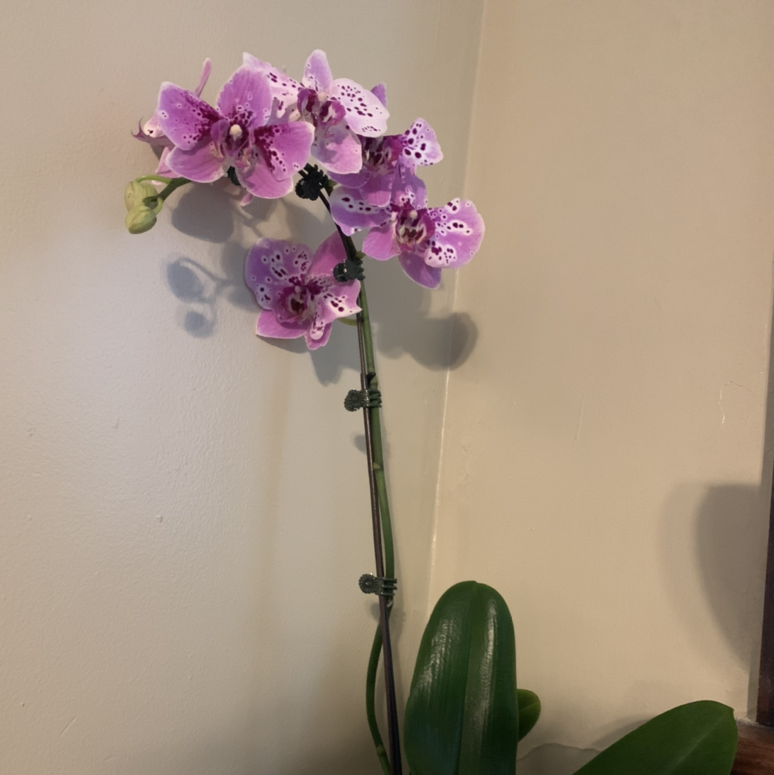 phalaenopsis orchid plant photo by @marblequeen named Cher on Greg, the plant care app.